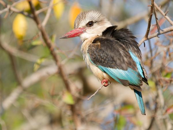 Bruinkapijsvogel (Halcyon albiventris)